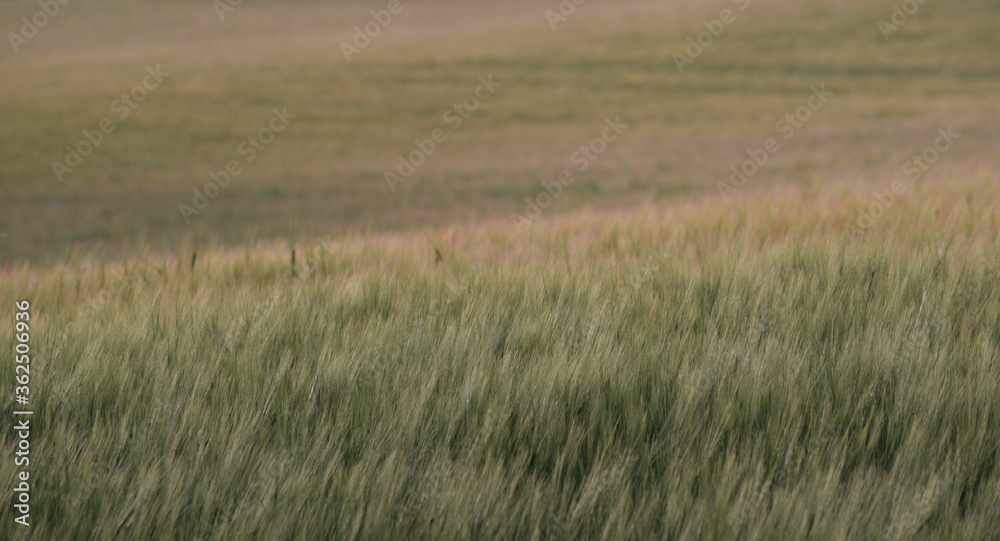 Obraz premium Barley fields in Lostwithiel Cornwall