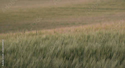 Barley fields in Lostwithiel Cornwall