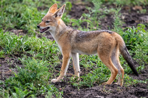 Black-backed Jackal