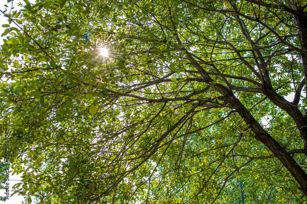 the sun shining between the thick branches and the leaves. the sun shining between the thick branches and the leaves.