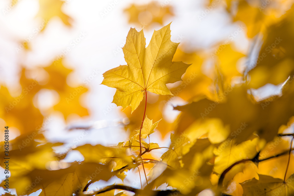 Autumn background-yellow maple leaves in the city Park Autumn background-yellow maple leaves in the city Park