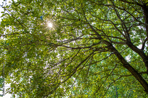 the sun shining between the thick branches and the leaves.