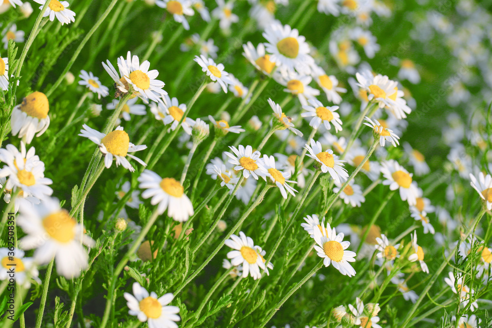 Fototapeta premium Daisies or chamomile grow on the field. Flowers background