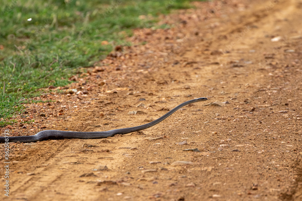 Fototapeta premium Black Mamba
