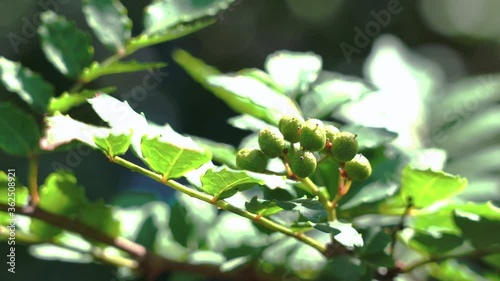 Japanese Sansho on the Tree photo