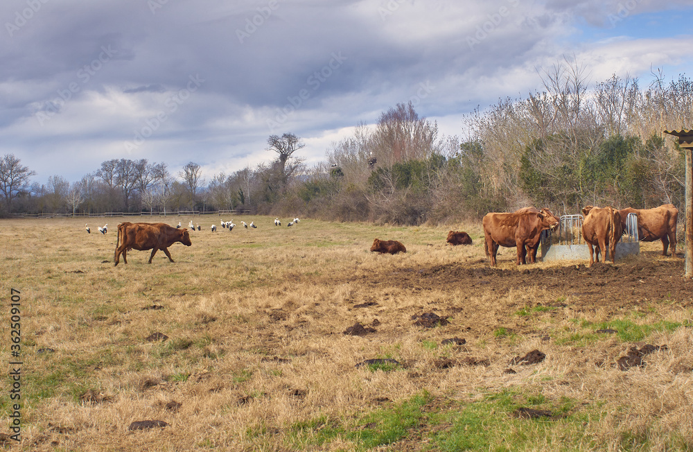Cows grazing in the middle of a meadow Cows grazing in the middle of a meadow