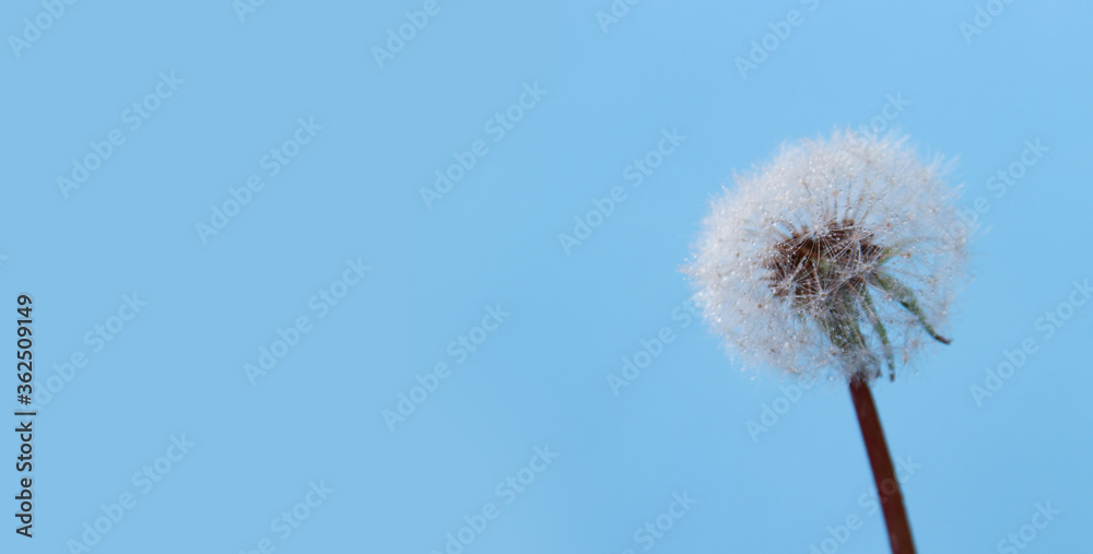 white dandelion with dew drops on a blue background close-up. copyspace for text.