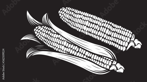 Corn cobs illustration. Sweet corn vector. Farm market. Organic agricalture. Field. Corn ear. Vegetarian. Ripe. Raw. Fresh. Healthy. Popcorn. Vegetable. Food. Isolated on white.