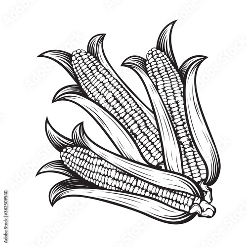 Corn cobs illustration. Sweet corn vector. Farm market. Organic agricalture. Field. Corn ear. Vegetarian. Ripe. Raw. Fresh. Healthy. Popcorn. Vegetable. Food. Isolated on white.