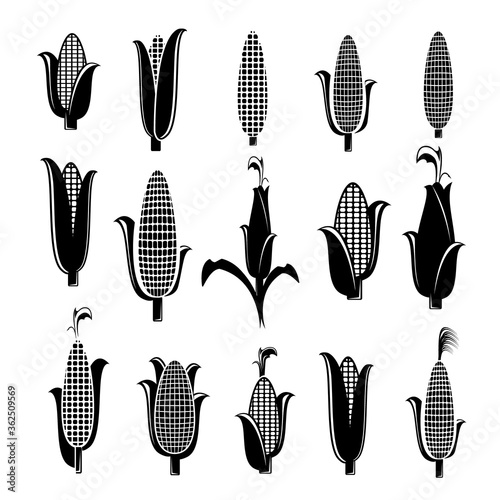 Corn cobs illustration. Sweet corn vector. Farm market. Organic agricalture. Field. Corn ear. Vegetarian. Ripe. Raw. Fresh. Healthy. Popcorn. Vegetable. Food. Isolated on white.