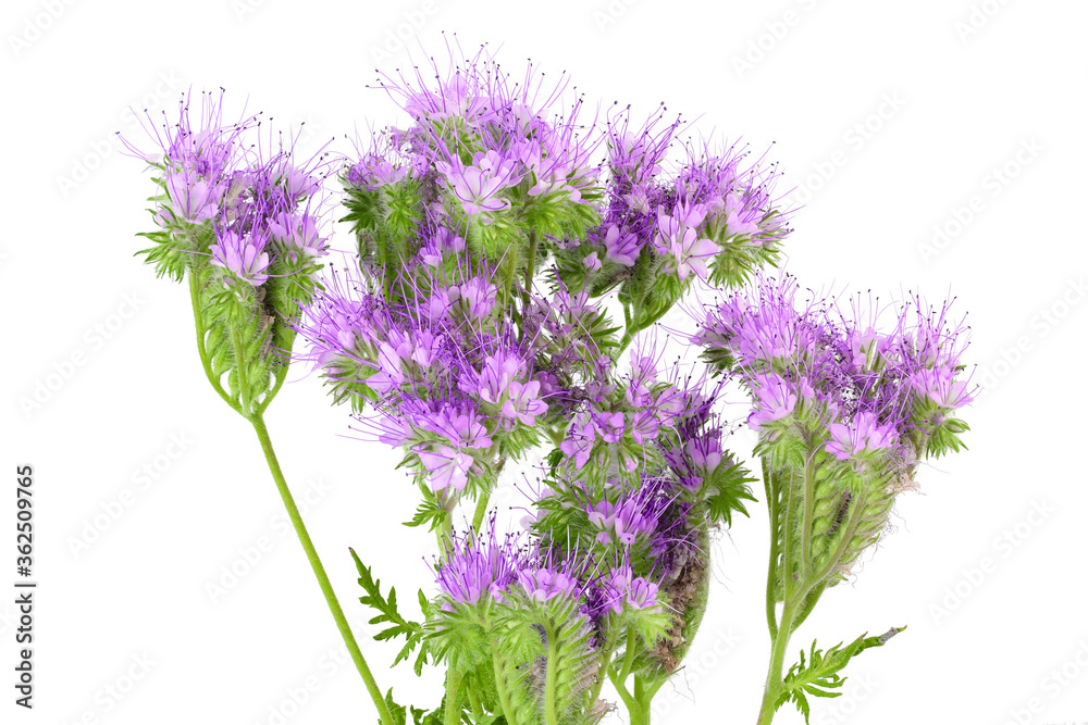 Phacelia flower isolated on white background with full depth of field Phacelia flower isolated on white background with full depth of field