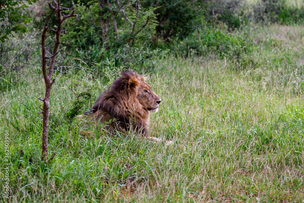 Lion Lion