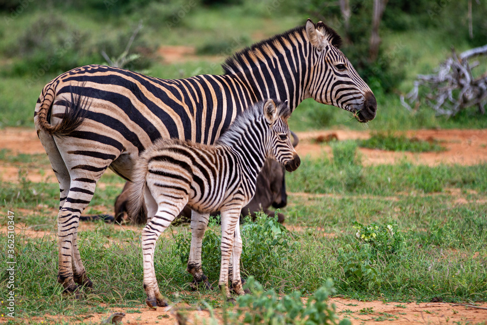 Obraz premium Plains Zebra