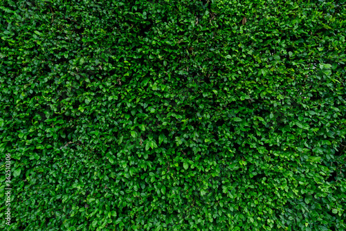 Small green leaves texture background. Evergreen hedge plants. Eco wall. Organic natural background. Clean environment. Ornamental plant in the garden. Many leaves reduce dust in air. Tropical garden.