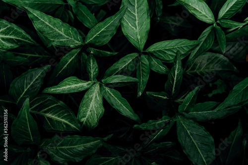 Dark green leaves in the garden. Emerald green leaf texture. Nature abstract background. Tropical forest. Above view of dark green leaves with natural pattern. Tropical plant wallpaper. Greenery