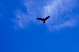 Bird in the blue sky