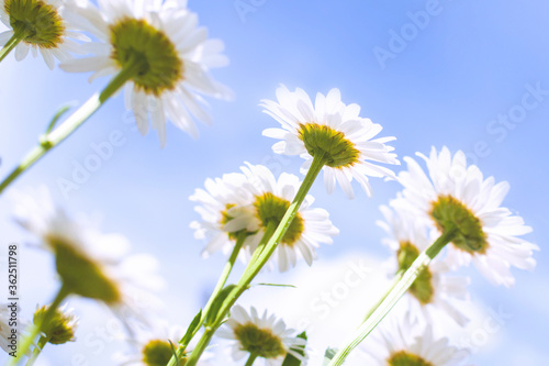 Chamomiles grow on a meadow against the clear blue sky  bottom view. Summer wildflowers daisies  medicine plants grow up to the sun. Nature background.