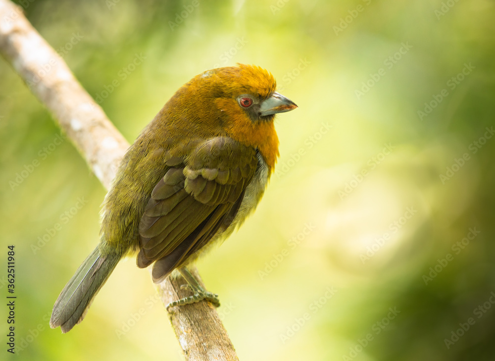 Aztekenbartvogel (Semnornis frantzii) in Costa Rica Aztekenbartvogel (Semnornis frantzii) in Costa Rica