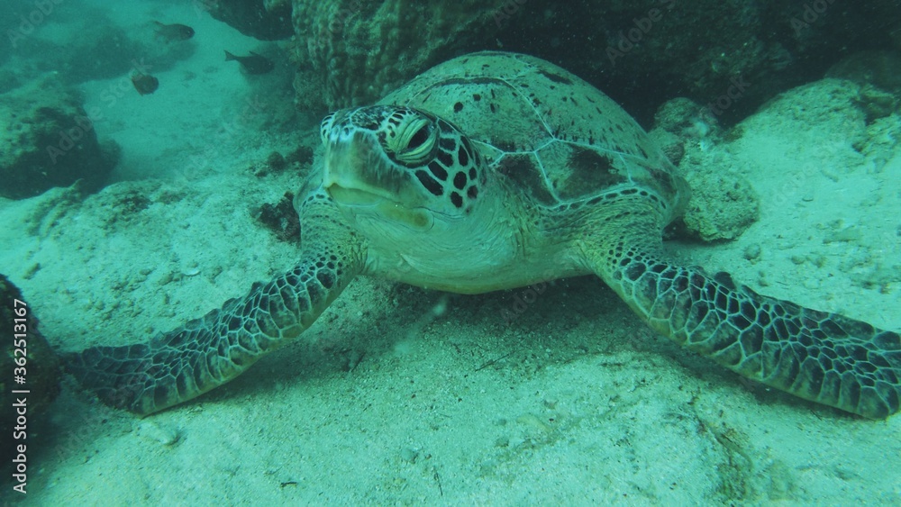 green turtle swimming green turtle swimming