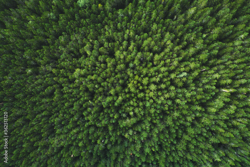 Aerial view coniferous forest trees drone landscape flying above woods scandinavian nature top down scenery