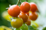 Cherry-tomatoes growing on the vine.