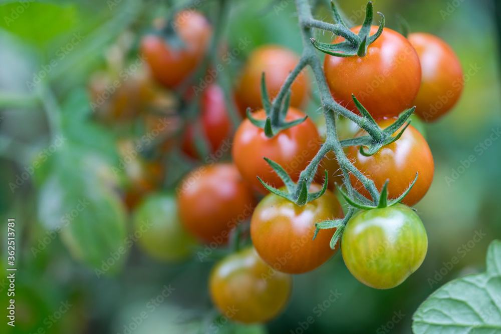 Cherry-tomatoes growing on the vine.