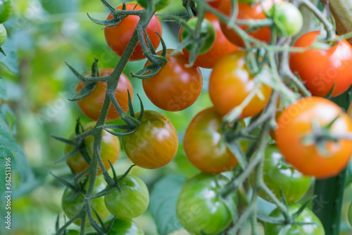 Cherry-tomatoes growing on the vine.