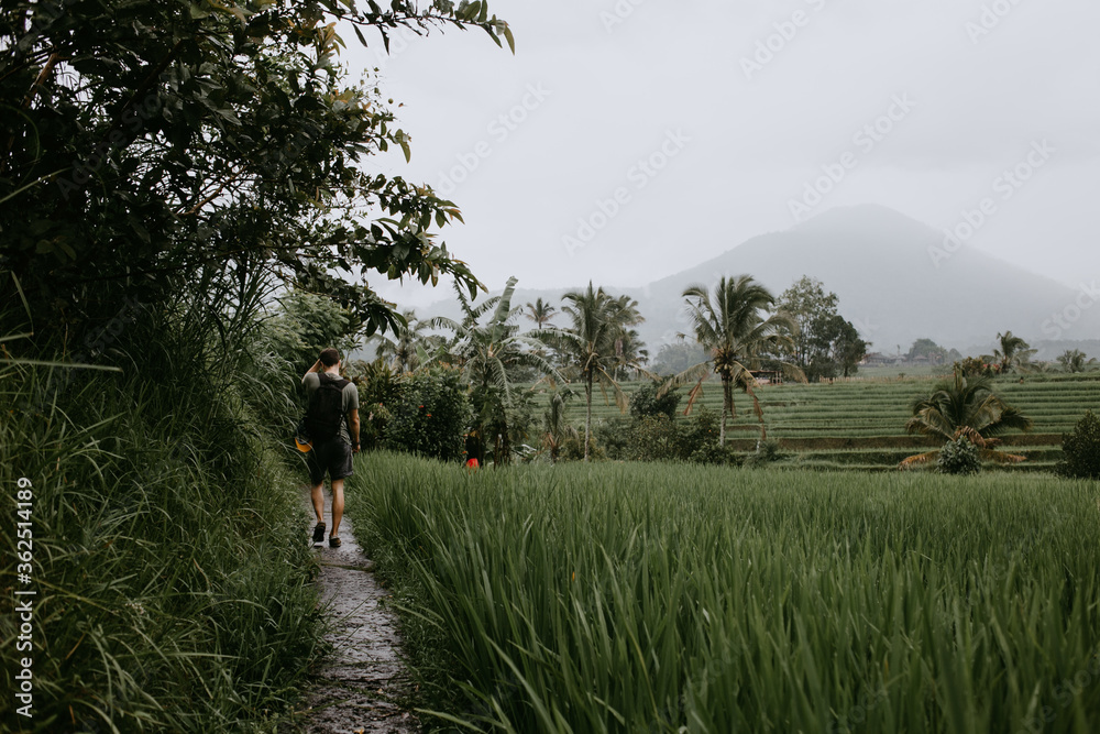 Fototapeta premium male tourist in rice terraces Bali