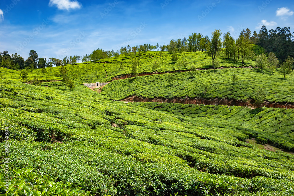 A beautiful landscape view of tea plantations all over Munnar in