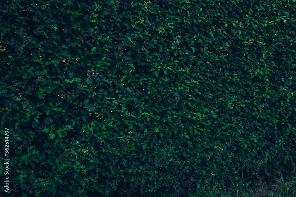 Green leaves wall texture of the tropical forest plant,on black background Green leaves wall texture of the tropical forest plant,on black background