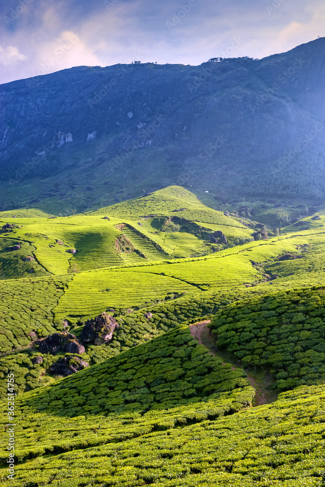 Fototapeta premium A picturesque view of Munnar in Kerala