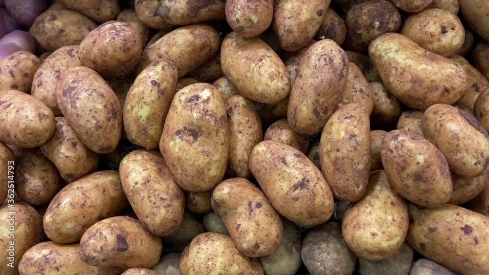 Unwashed organic fresh potatoes in the market Unwashed organic fresh potatoes in the market