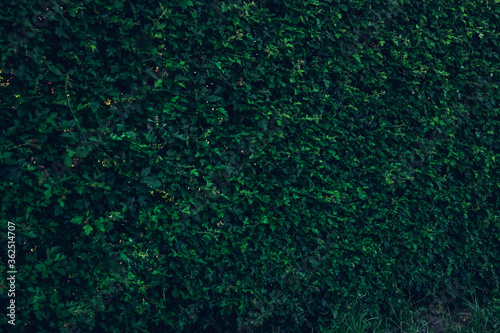 Green leaves wall texture of the tropical forest plant,on black background