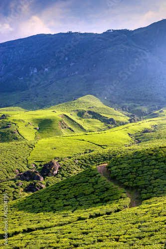 A picturesque view of Munnar in Kerala