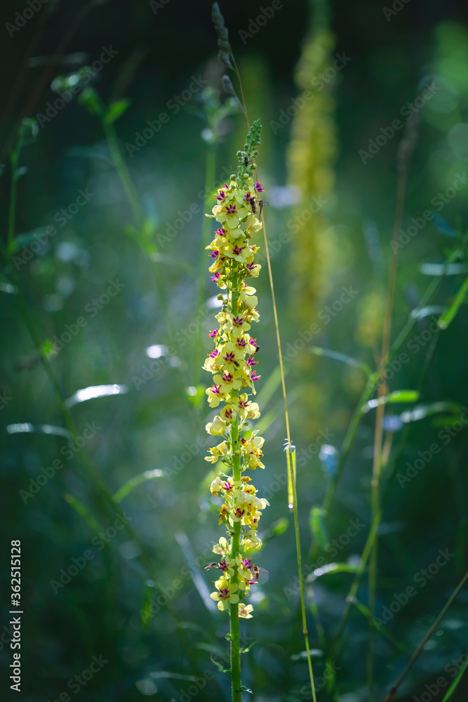 Verbascum densiflorum - a long stem of divisna and beautiful, developed, yellow flowers on it. They grow in a meadow with beautiful bokeh and light.