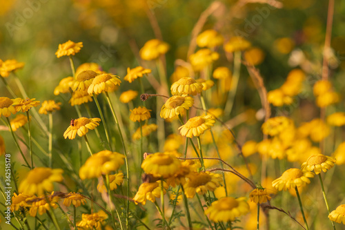 Yellow flower in the meadow. The flower has a yellow center and yellow petals.