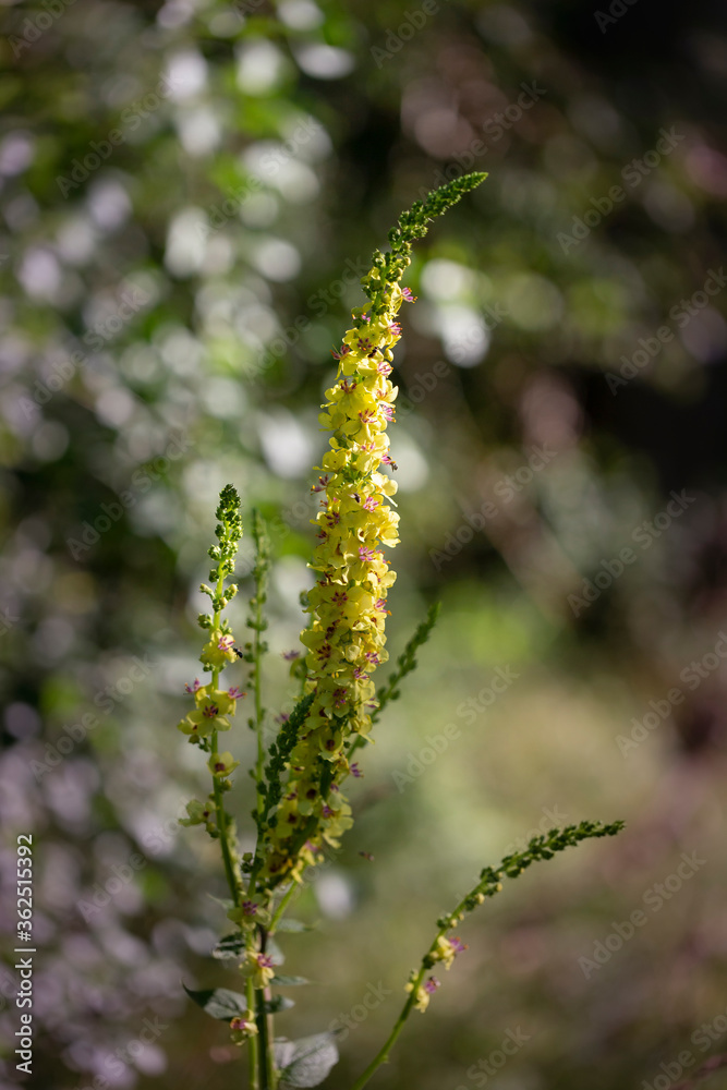 Verbascum densiflorum - a long stalk of divisna and beautiful, developed, yellow flowers on it. They grow along a path in the woods with beautiful bokeh and light. Verbascum densiflorum - a long stalk of divisna and beautiful, developed, yellow flowers on it. They grow along a path in the woods with beautiful bokeh and light.