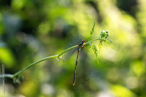 Dragonfly - clinging to blades of grass, just hatched and dries in the sun, has a damaged wing. With beautiful colorful bokeh.