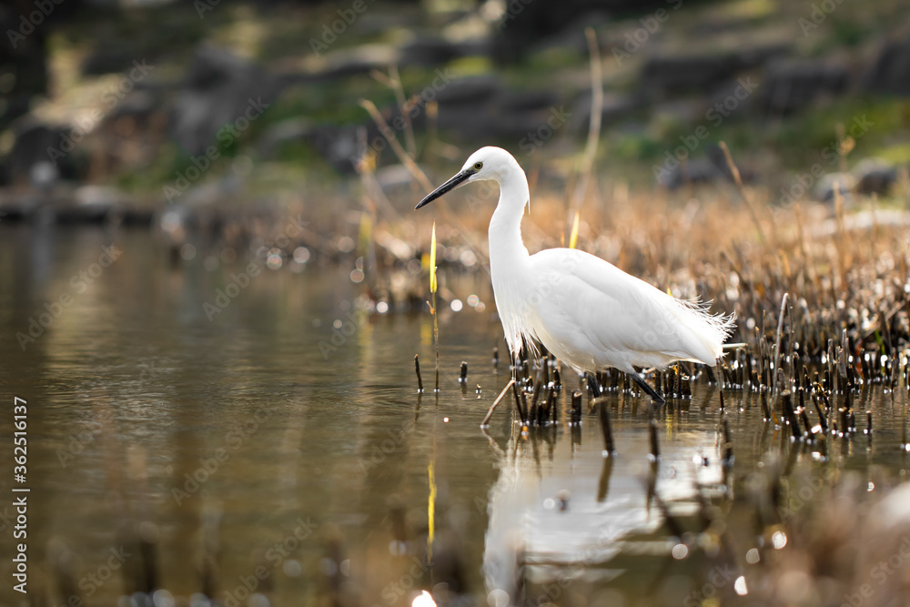 white heron on the pond white heron on the pond