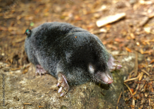 Maulwurf, Talpa europaea, European mole photo