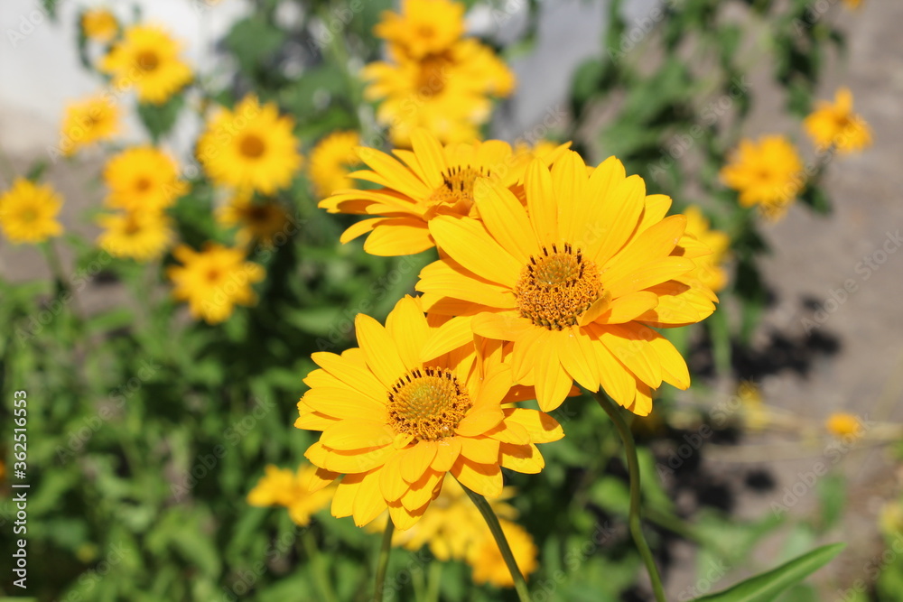 Yellow camomile flowers blooming in the garden sunny day Yellow camomile flowers blooming in the garden sunny day