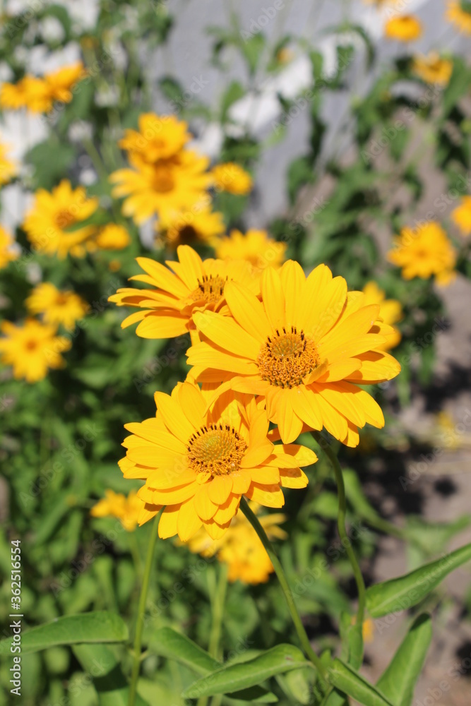 Yellow camomile flowers blooming in the garden sunny day Yellow camomile flowers blooming in the garden sunny day
