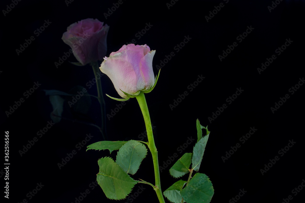 Spiegelbild von einer Rosa Rose auf Schwarzen Hintergrund Spiegelbild von einer Rosa Rose auf Schwarzen Hintergrund