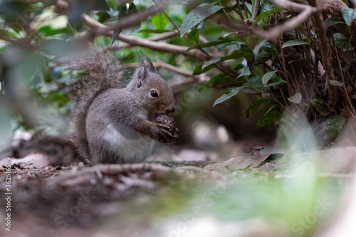 squirrel eating walnut