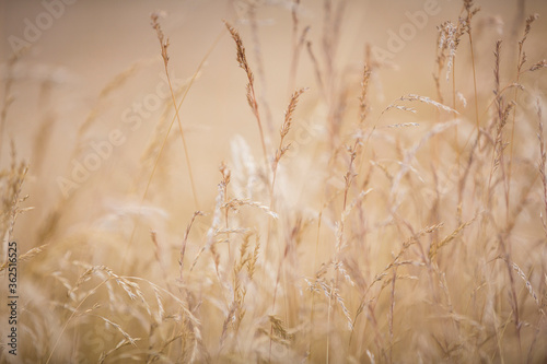 Wiese mit Grashalmen