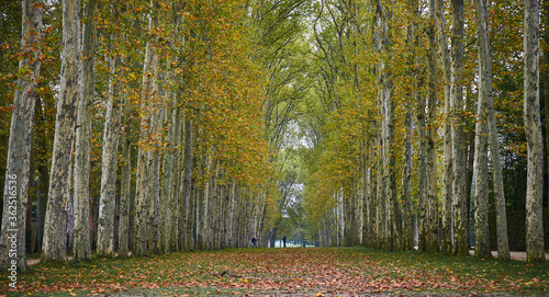 Path surrounded by trees with leaves on the ground