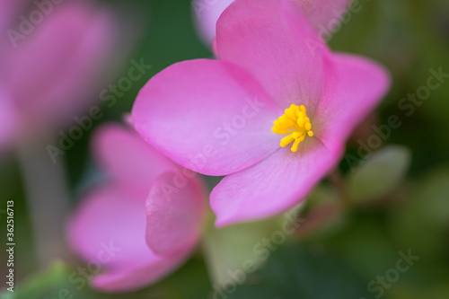 close up of a pink flower