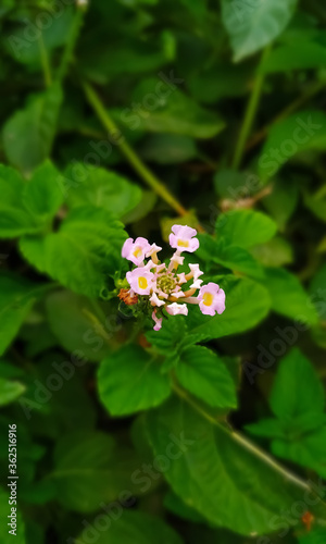 Wallpaper Mural lily of the valley in the forest Torontodigital.ca
