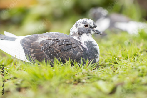 pigeon on the grass