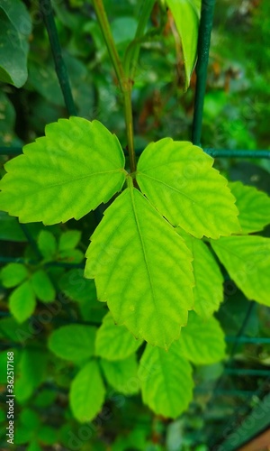 Wallpaper Mural green leaves in the forest Torontodigital.ca